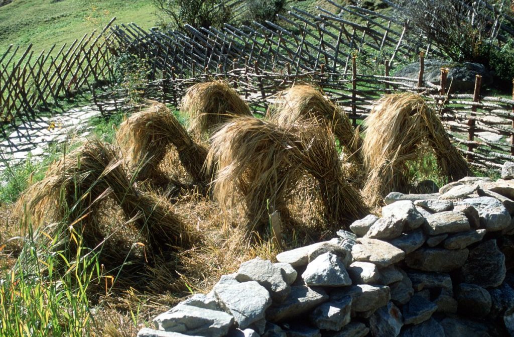 Getreideernte im archäobotanischen Garten des archeoParc Schnalstal<br/>Raccolta del frumento nel giardino archeobotanico dellarcheoParc<br/>Testing cereals harvesting techniques at archeoParc